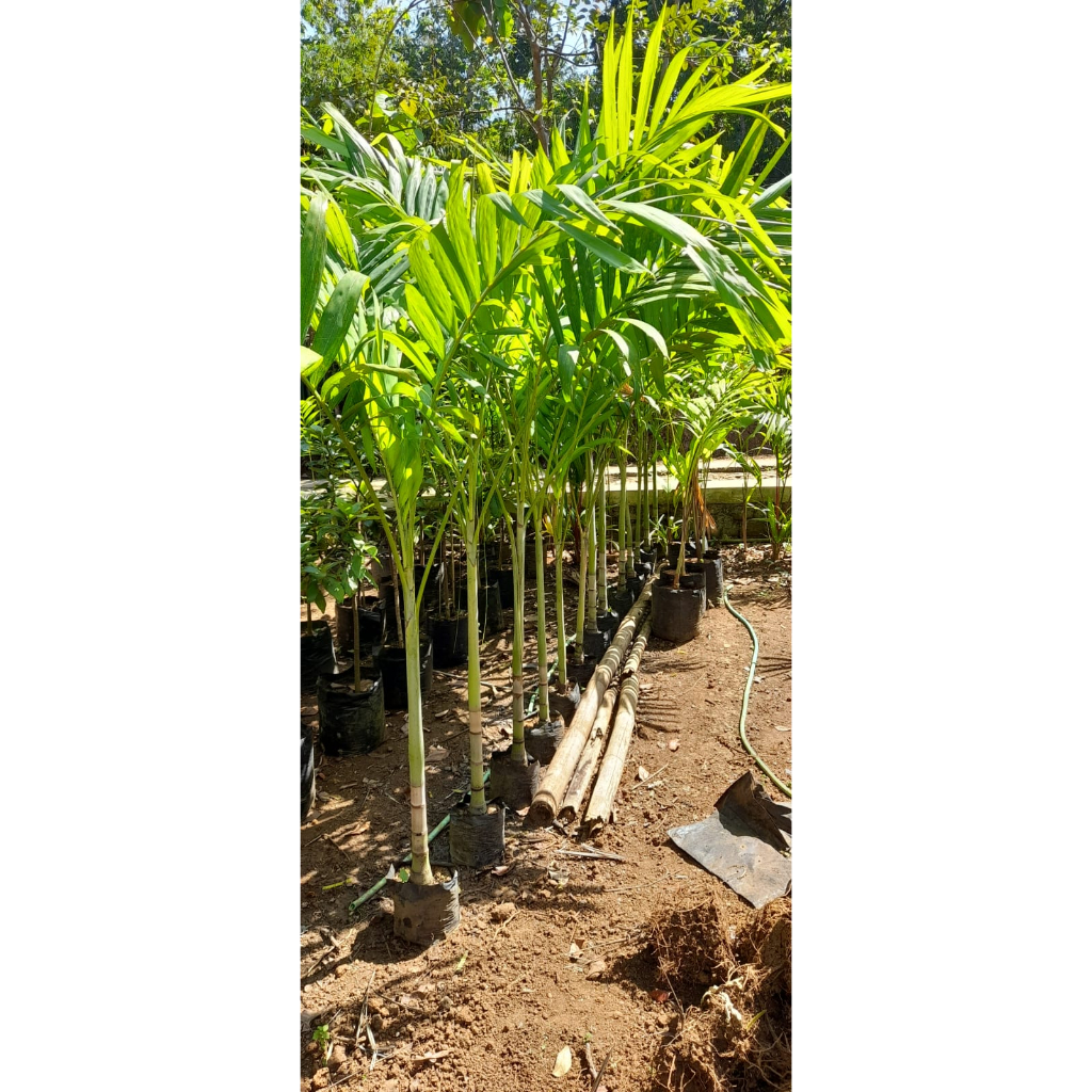 Jual Pohon palem putri satu meter lebih Veitchia merillii aneka bibit ...