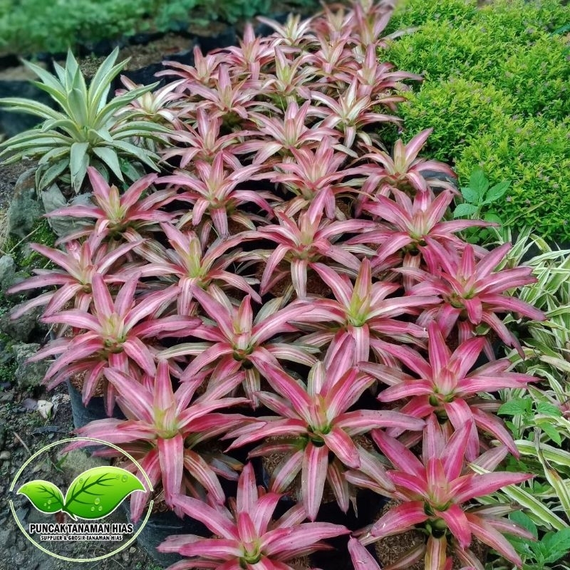 Jual Tanaman bromelia tricolor - Bromelia tri color | Shopee Indonesia