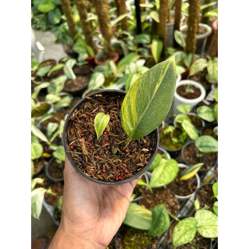 Jual scindapsus rupestris | Shopee Indonesia