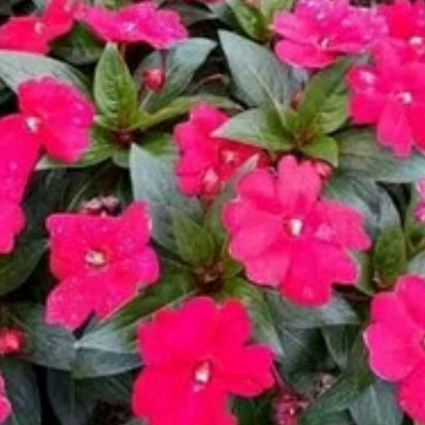 Jual tanaman hias bunga pacar air(MERAH) | Shopee Indonesia