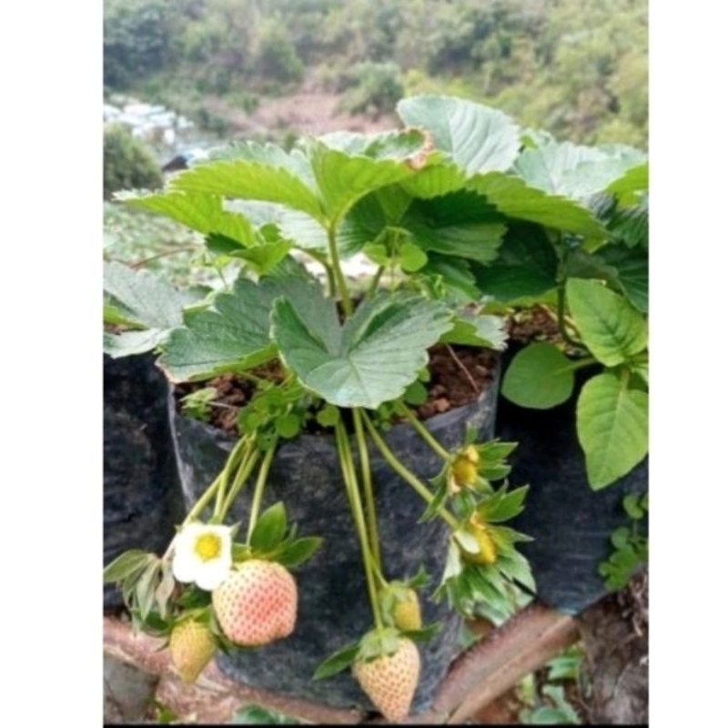 Jual Indukan Pohon Tanaman Strawberry Sagahonoka Berbunga Berbuah