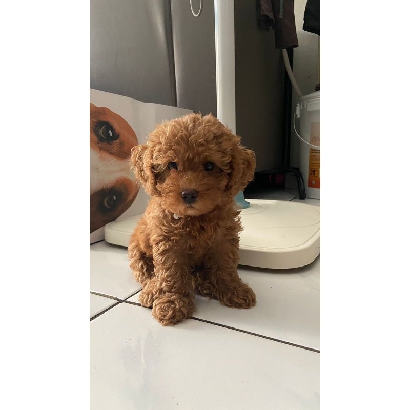 Jual anjing toy poodle Shopee Indonesia