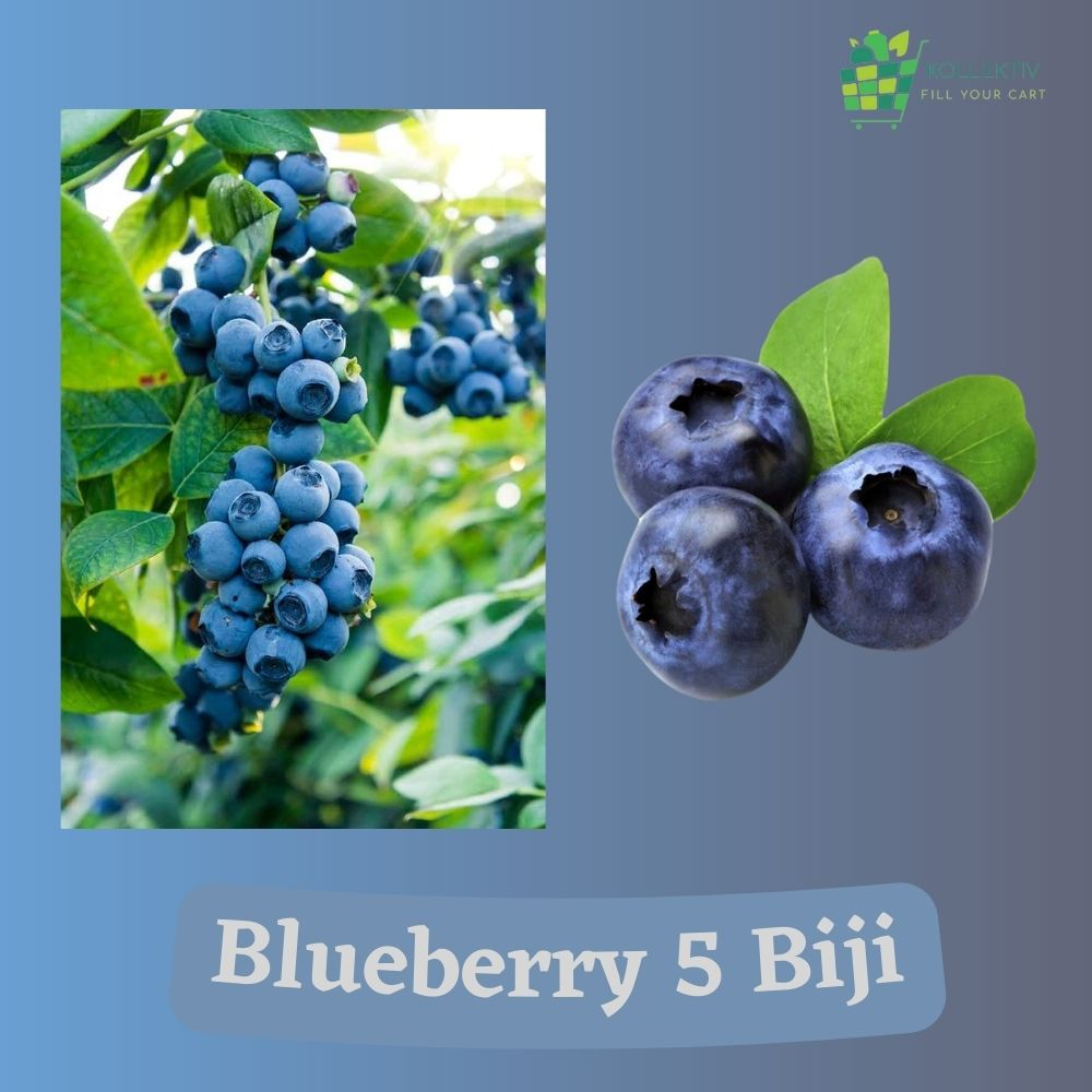 Bibit Blueberry / Benih Buah