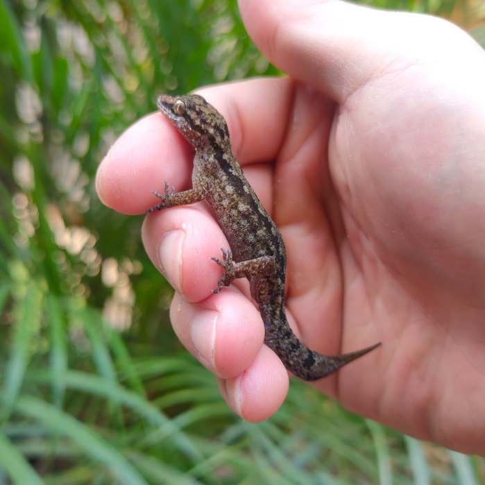 Jual Semiadi's Bent Toed Gecko / Cyrtodactylus Semiadii / Tokek Batu ...