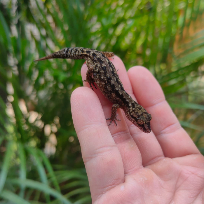 Jual Semiadi's Bent Toed Gecko / Cyrtodactylus Semiadii / Tokek Batu ...