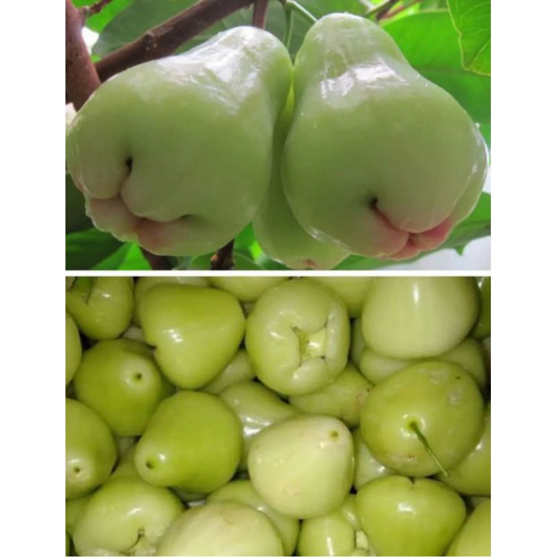 Jual Jambu Air Deli Susu Fresh 1kg Shopee Indonesia