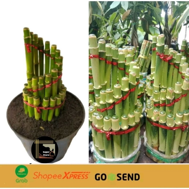 Jual Bambu Hoki Model Spiral Bambu Hoki Tanaman Hias Bambu Hoki Sri