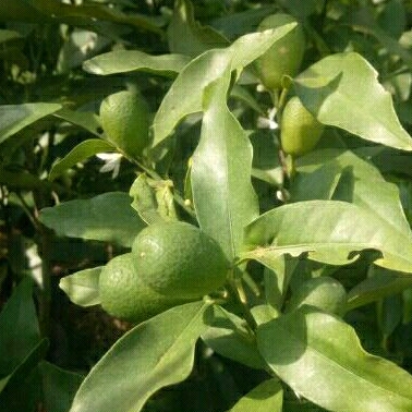 Jual Pohon Jeruk Nagami Sudah Berbuah Tanaman Buah Shopee Indonesia