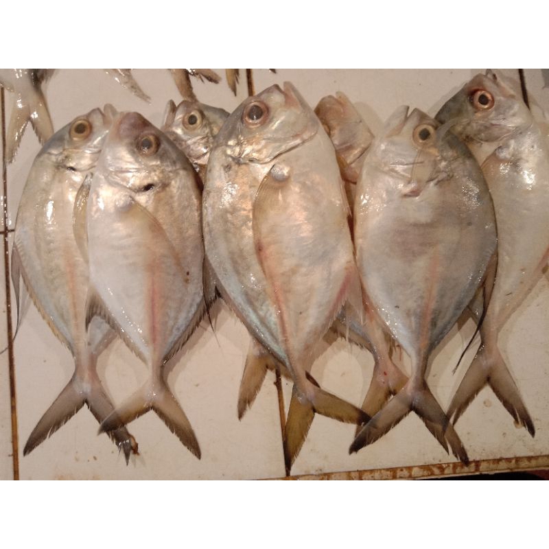 Jual Ikan Kuwe Terlengkap & Harga Terbaru Agustus 2026 | Shopee Indonesia
