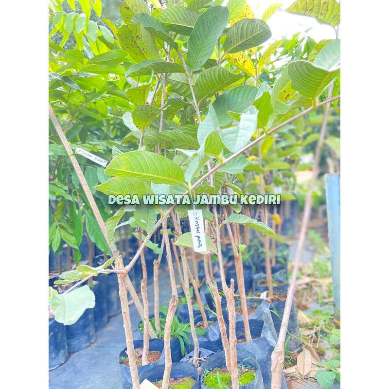 Jual BIBIT BUAH JAMBU KRISTAL (desa wisata jambu kediri) | Shopee Indonesia