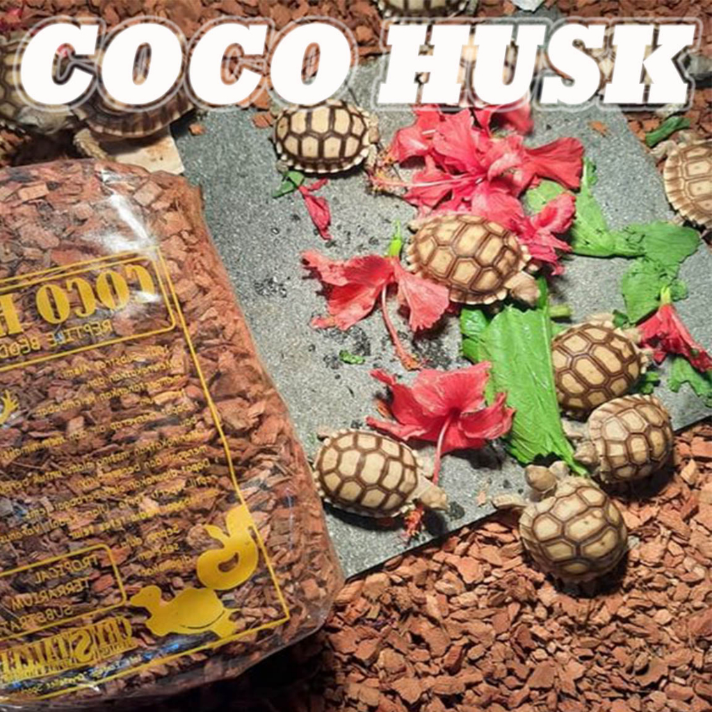 Jual Coco husk cocohusk substrate reptile alas reptil kandang kura kura ...