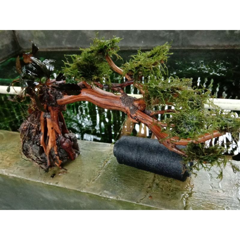 Jual bonsai aquascape model A mos taiwan Shopee Indonesia