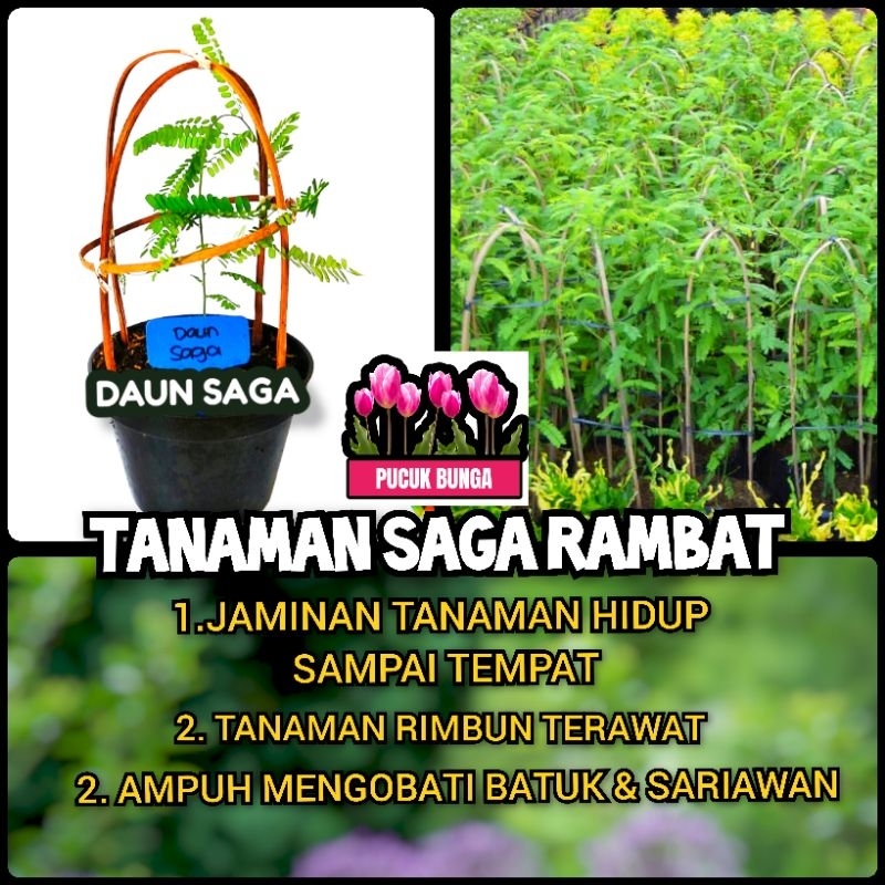 Jual Daun Saga Tanaman Herbal Daun Saga Rambat Bibit Daun Saga Herbal