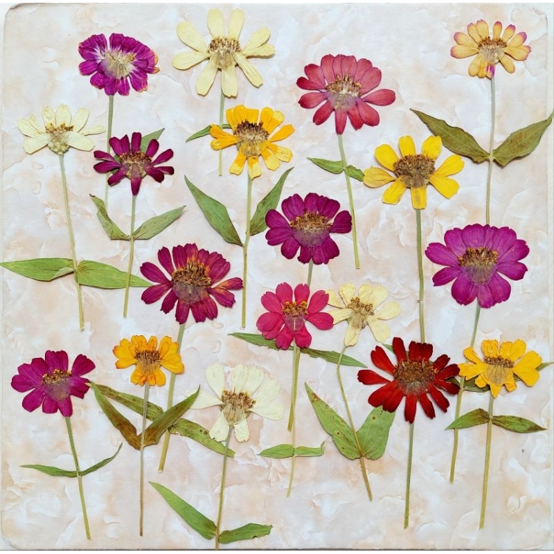 Jual Pressed Zinnia with stem Oshibana Dried Flower Bunga Kering