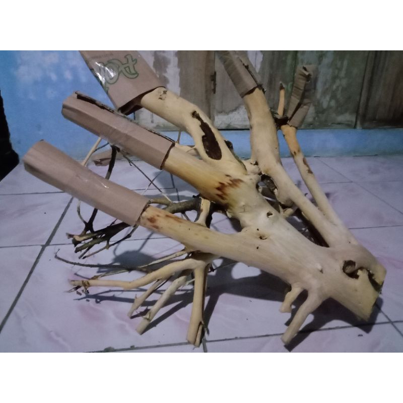 Jual AKAR RASAMALA PLUS KAYU RENTEK aquascape UKURAN JUMBO | Shopee ...