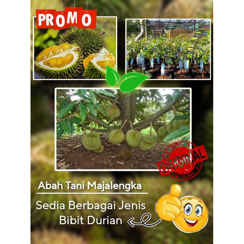 Jual Bibit Durian Duri Hitam Oche Montong Musangking Bawor