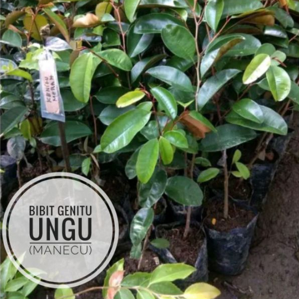Jual Bibit Kenitu atau Genitu atau Manecu Ungu | Shopee Indonesia