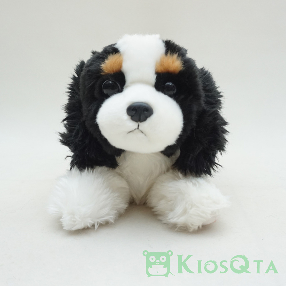 Cavalier king charles spaniel clearance harga