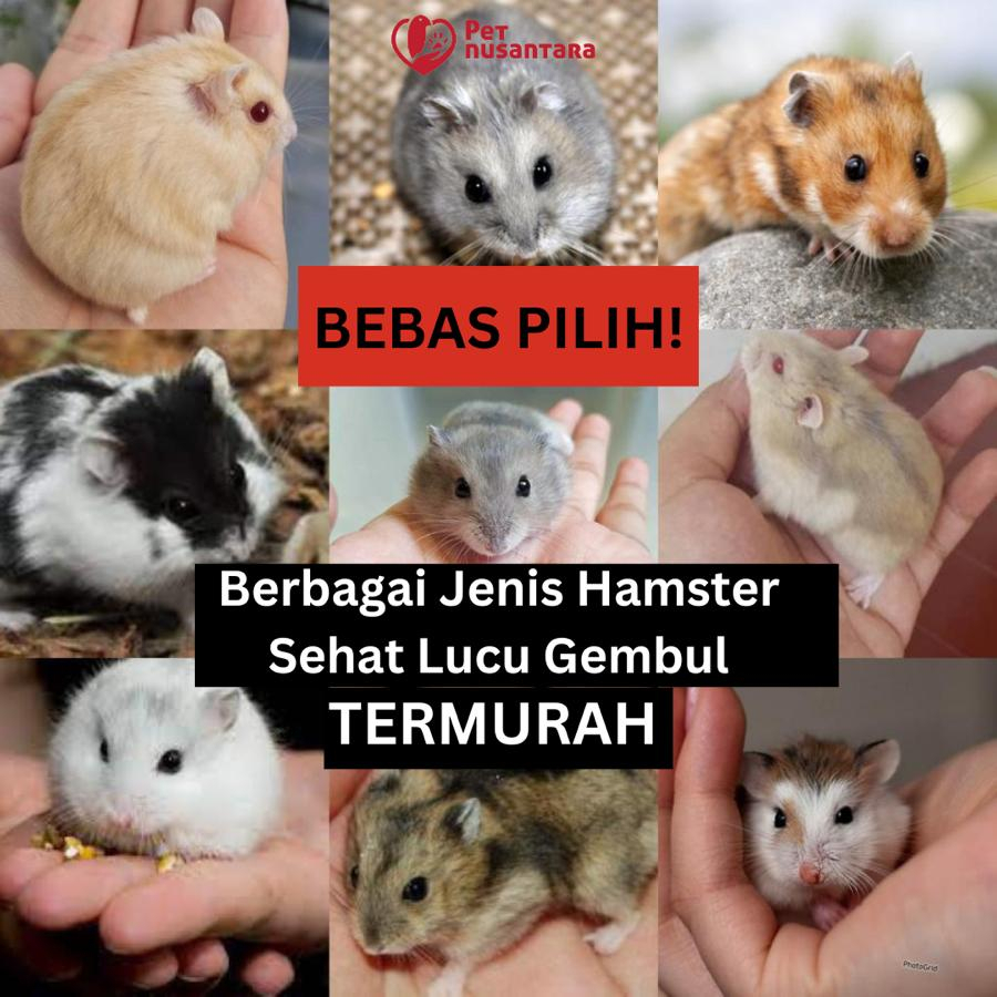 Harga Hewan Peliharaan Termurah