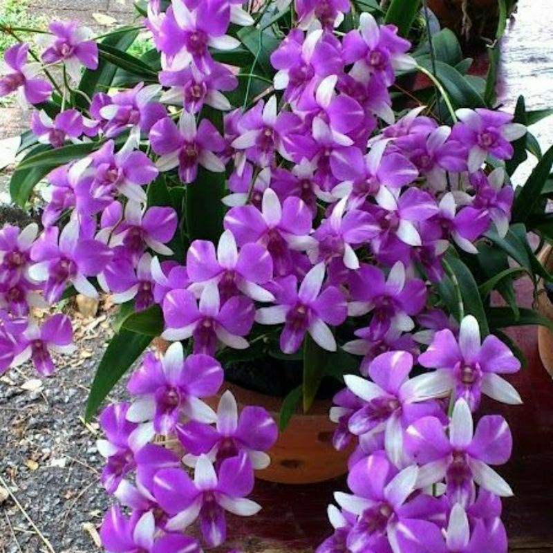 Jual Termurah Sedling Anggrek Dendrobium Berkualitas Bisa Cod Shopee Indonesia