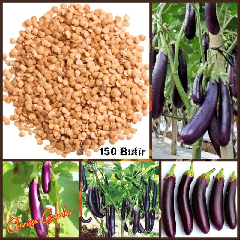 Jual BIJI/BENIH TANAMAN TERONG UNGU PANJANG | Shopee Indonesia