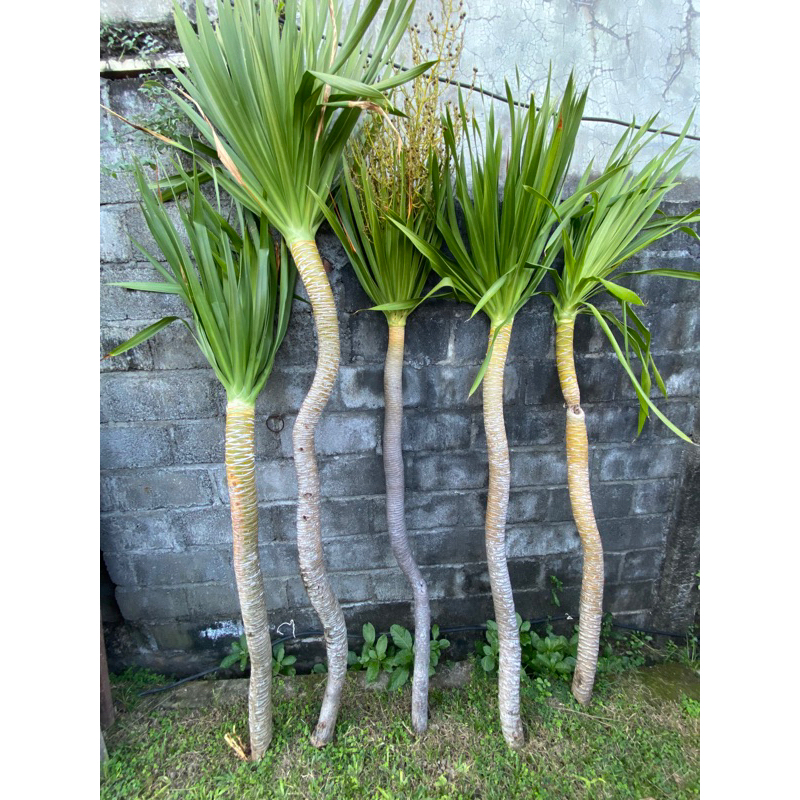 Jual BIBIT POHON PANDAN BALI atau TOMBAK RAJA SUDAH BERAKAR 1,2 METER ...