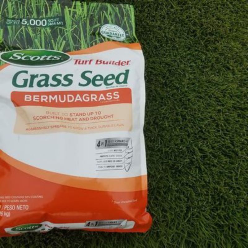 Jual Benih Biji Rumput Jepang Bibit Biji Rumput Jepang Gram Shopee Indonesia