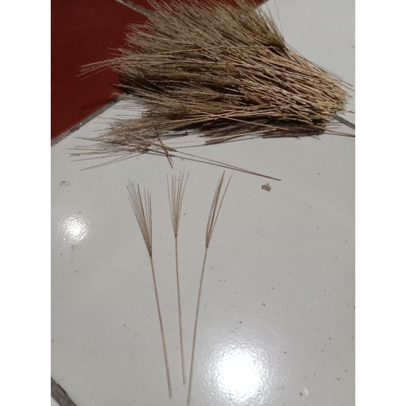 Jual bunga rumput kering bahan kilikan jangkrik dan kerajinan umum 1 ...