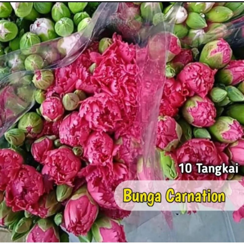 Jual bunga carnation bunga potong 10 tangkai segar dam asli | Shopee ...