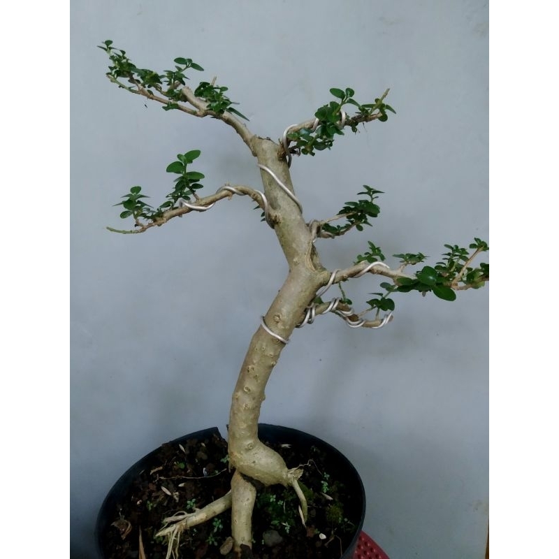 Jual Bahan Bonsai Sancang Shopee Indonesia