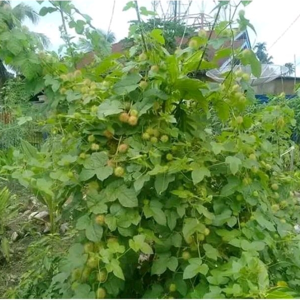 Jual Daun Rambusa/Cermot segar paket 250 gram | Shopee Indonesia