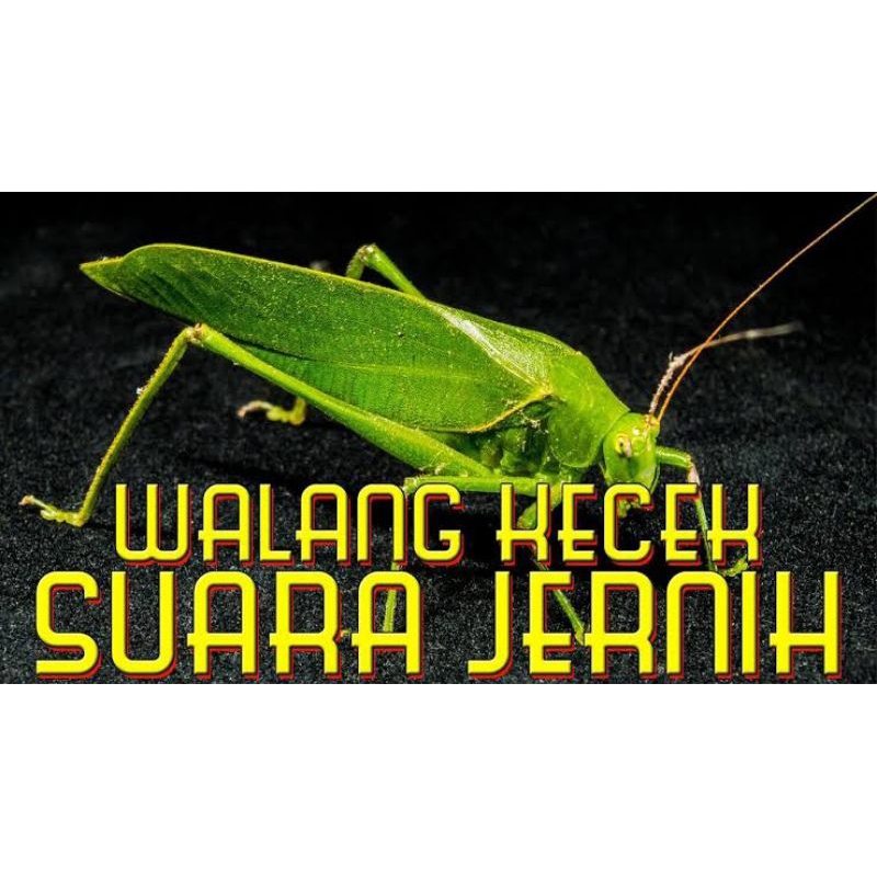 Jual Walang Kecek/Masteran Burung Kicau isi 5 ekor | Shopee Indonesia