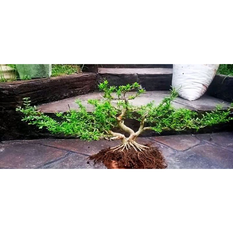 Jual bahan bonsai Saeng simbur mikro Vietnam siap program akar | Shopee ...
