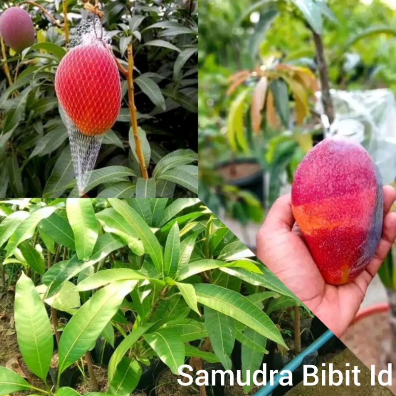 Jual Biji Mangga Miyazaki Red Golden Bisa Berbuah Cepat | Shopee Indonesia