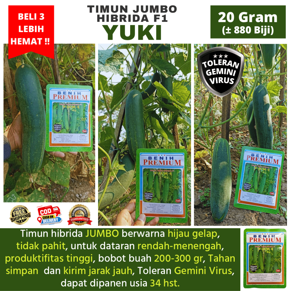 Jual (BELI 3 LEBIH HEMAT) Benih Timun JUMBO Hibrida F1 YUKI 20 gram (± ...