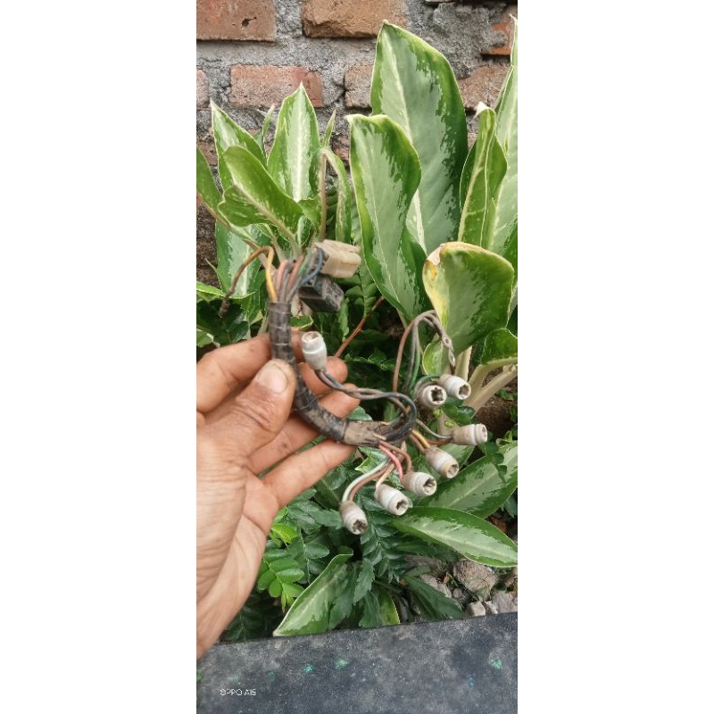 Jual KABEL SOKET LAMPU SPIDOMETER KILOMETER YAMAHA JUPITER Z LAMA