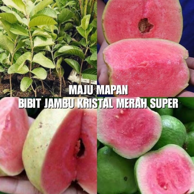 Jual Bibit Jambu Kristal Merah Super Shopee Indonesia