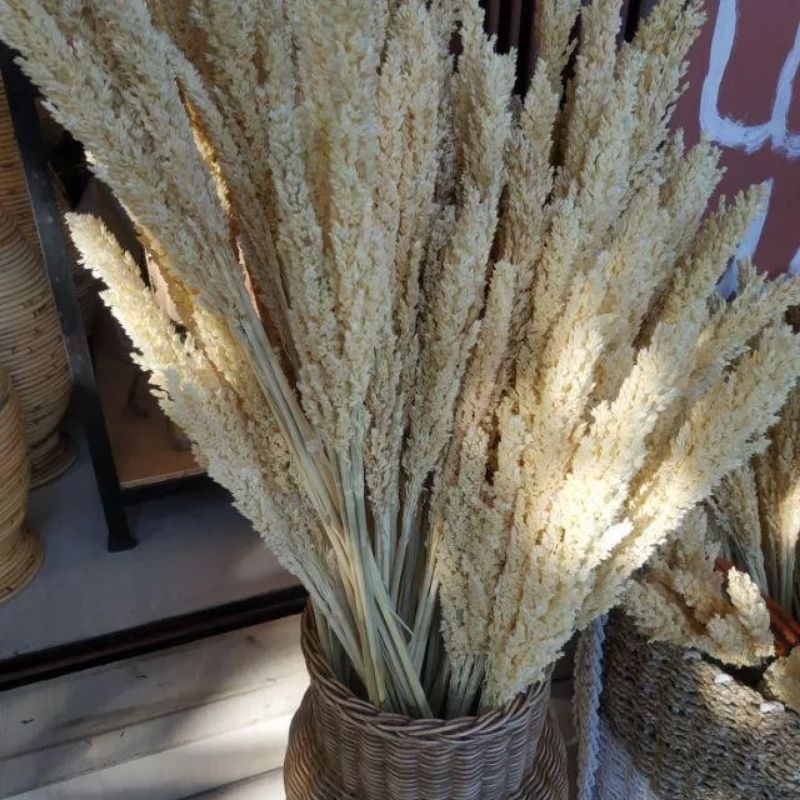 Jual BUNGA CANTEL/ SORGUM / bunga rustic / bunga hias / bunga kering ...