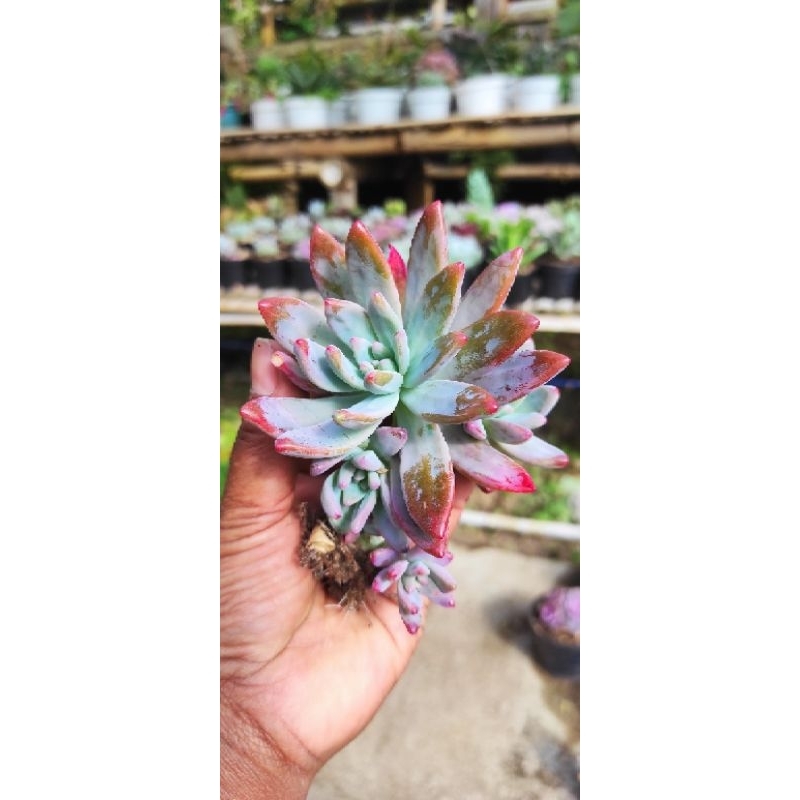 Jual Sukulen baldi merah | Shopee Indonesia