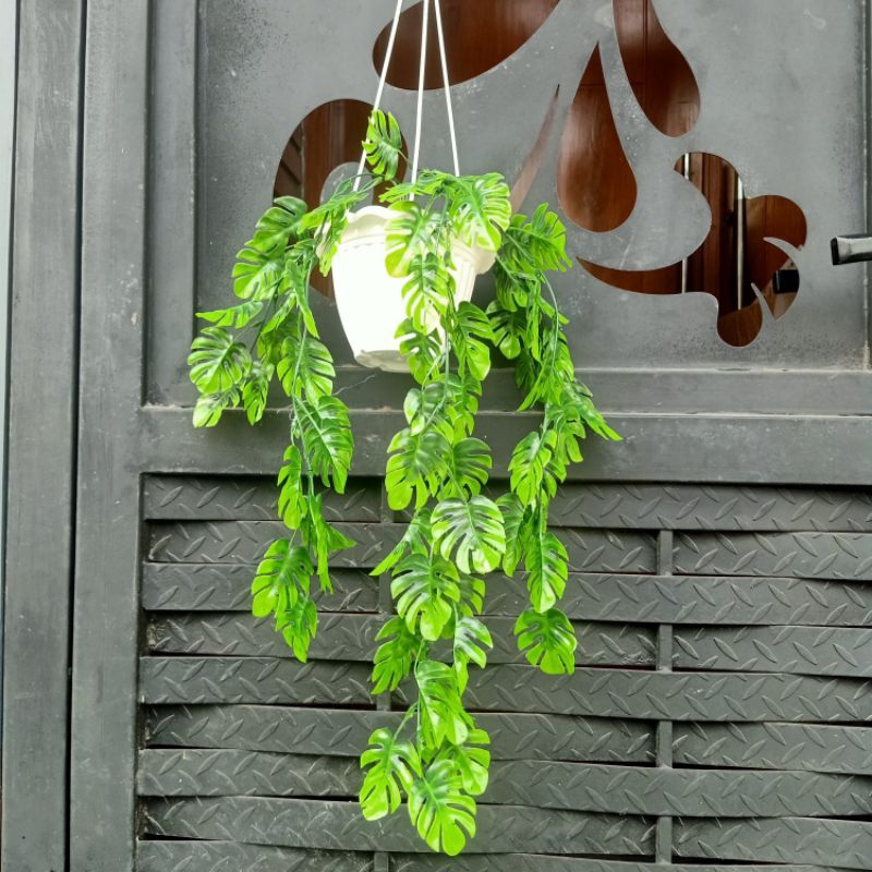Jual Monstera rambat pot gantung tanaman hias plastik dekorasi bunga ...