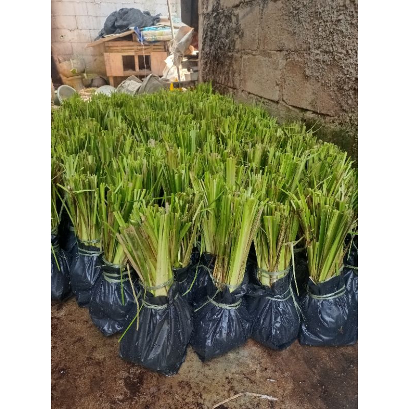 Jual Paket 20 Ribu Rumput Vetiver Akar Wangi Bibit Rumput Vetiver ...