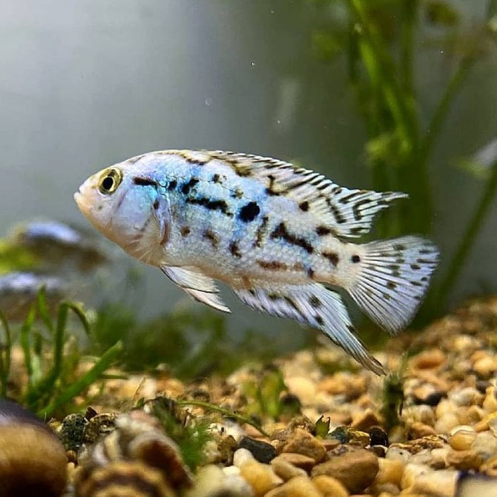 Jual Electric Blue Jack Dempsey Cichlid / EBJD Cichlid / Air Tawar ...