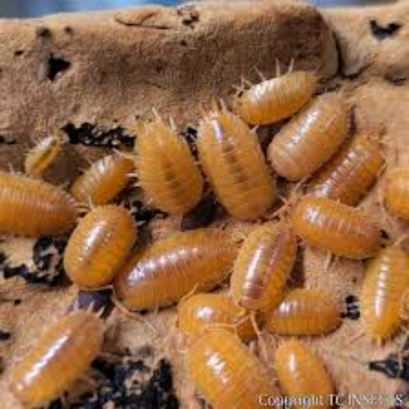 jual-isopod-isopoda-porcellio-laevis-giant-orange-shopee-indonesia