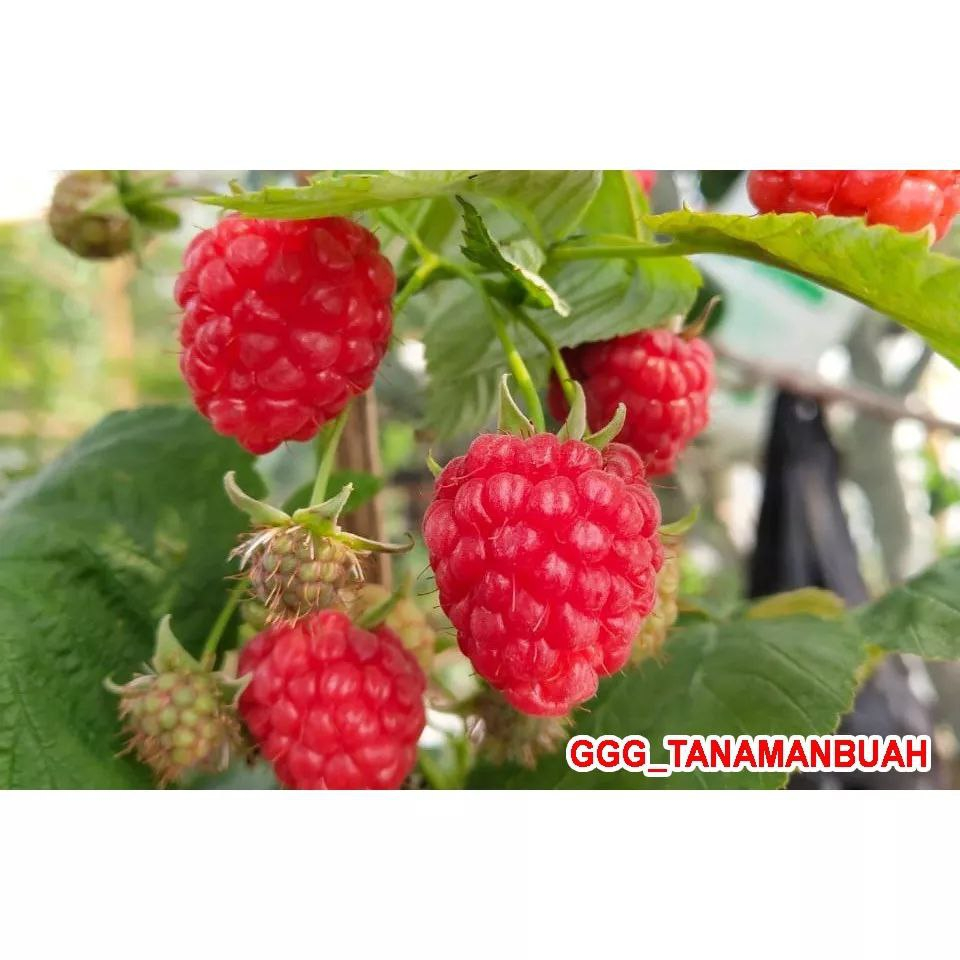 Jual Bibit Rasberry jumbo Merah cepat berbuah | Shopee Indonesia