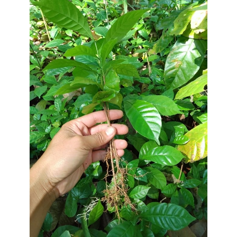 Jual BIBIT KOPI ESELSA CABUT / BIBIT KOPI BERKAR | Shopee Indonesia
