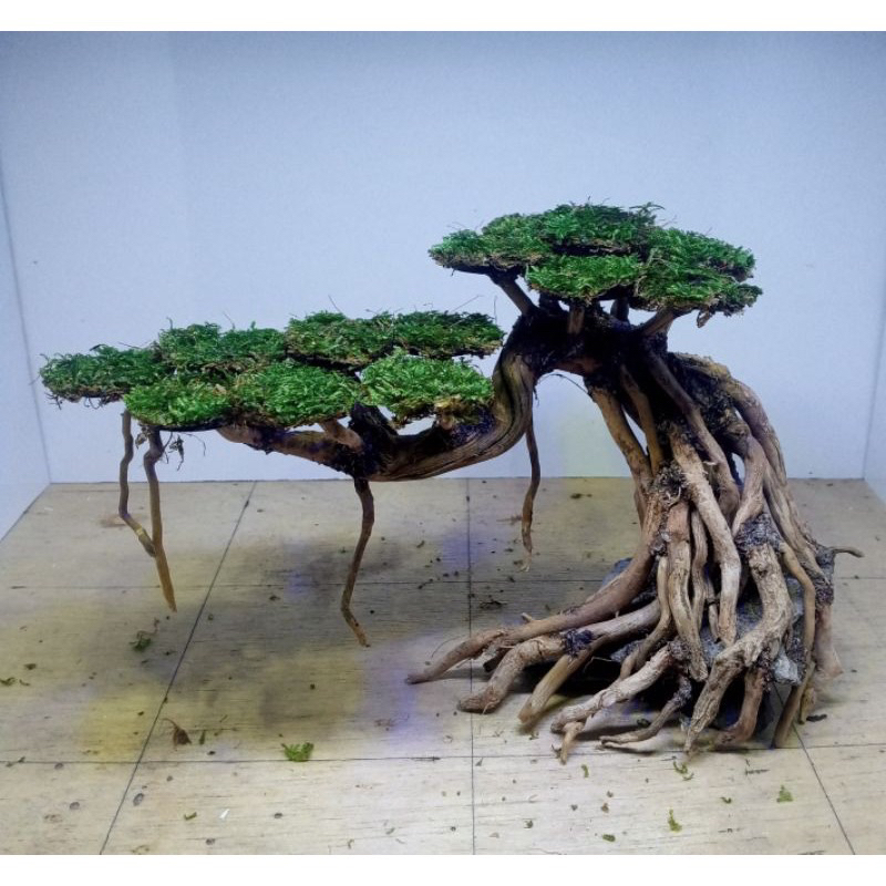 Jual bonsai akar aquascape Shopee Indonesia