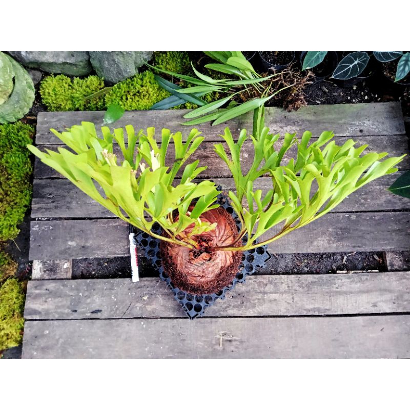 Jual Platycerium Ridleyi | Simbar | Tanduk Rusa | Tanaman eksotis ...
