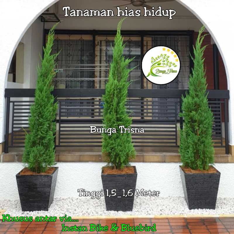 Jual Tanaman Pohon Cemara Lilin Besar Tinggi 1,5 Meter | Shopee Indonesia