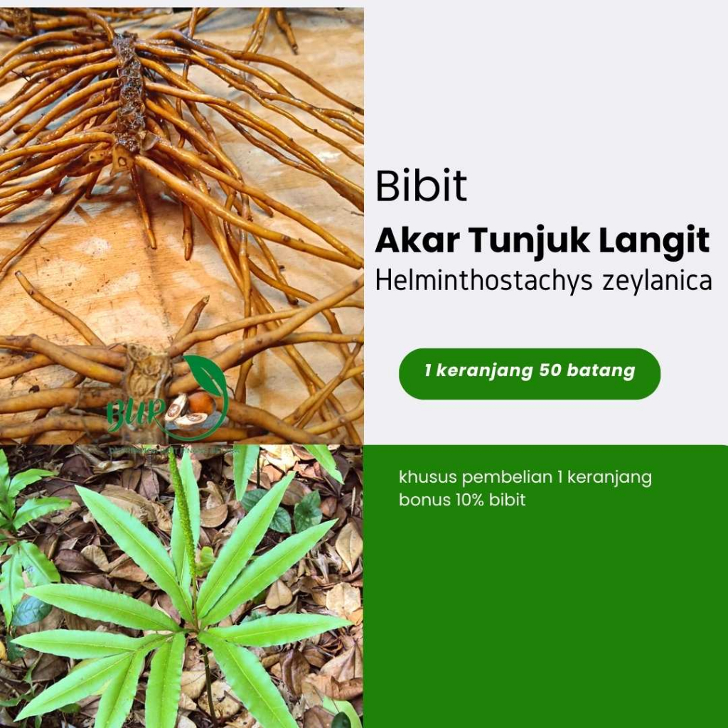 Jual Bibit Pohon Akar Tunjuk Langit Akar Lipan Shopee Indonesia