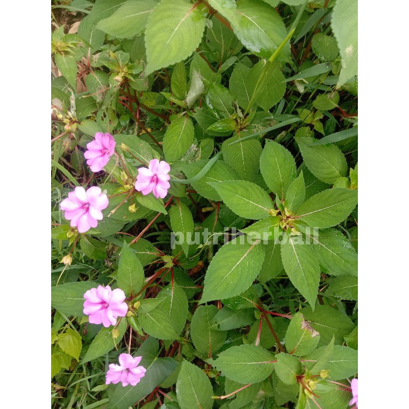 Jual DAUN PACAR AIR SEGAR PER 500 GRAM (SESUAI GAMBAR) | Shopee Indonesia